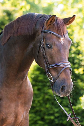 Evolution Träns Shiny