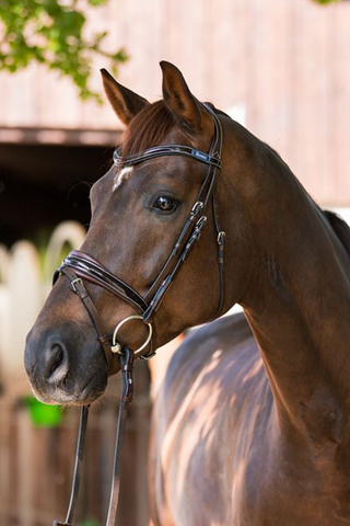 Evolution Träns Shiny