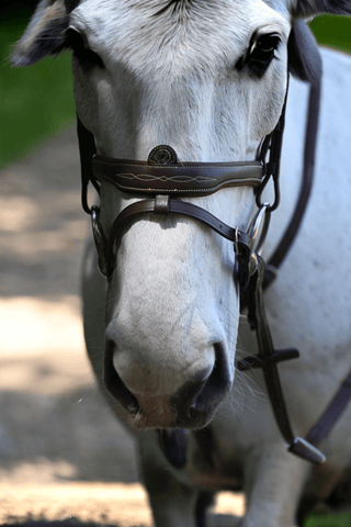 Antares Signature Flash Träns