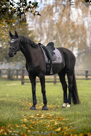 Back On Track Haze Schabrak