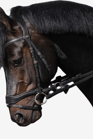 Dyón Träns D-Motion New English