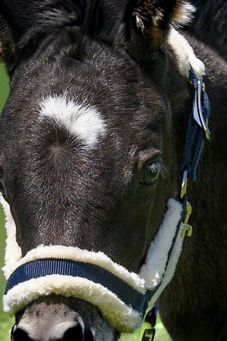 Globus Fölgrimma Med Teddy