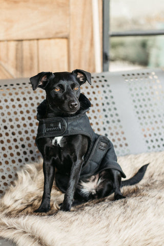 Originele Hondendeken 160g