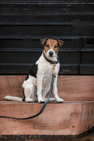 Kentucky Dogwear Hundhalsband Triangle