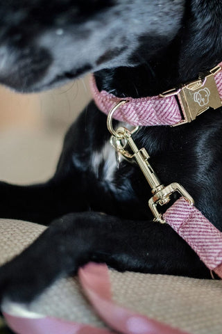 Kentucky Dogwear Hundkoppel Ull