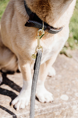 Braided Dog Leash