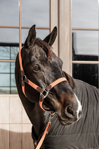 Geflochtenes Nylon Lederhalfter Hellblau