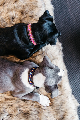 Pärlor Hundhalsband