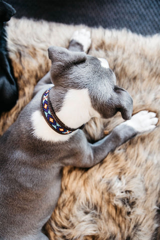 Pärlor Hundhalsband