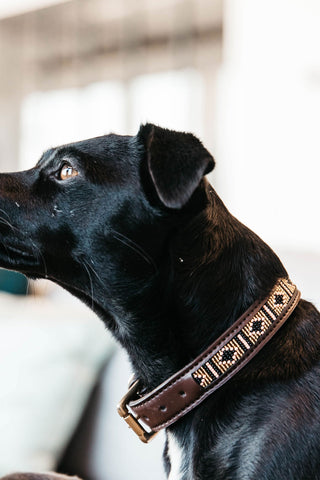 Pärlor Hundhalsband