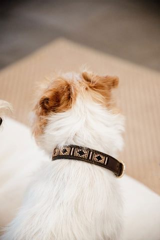 Pärlor Hundhalsband