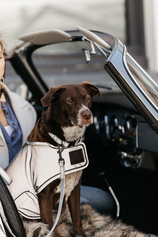 Reflective Dog Collar