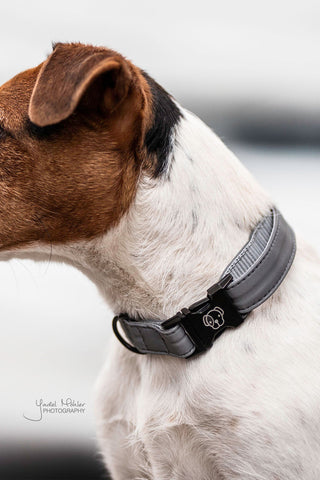 Reflective Dog Collar
