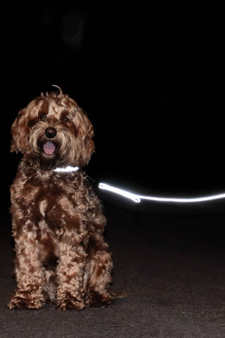 Reflective Dog Collar