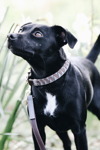 Triangel Hundhalsband