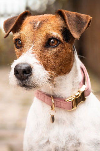 Velvet Hundhalsband