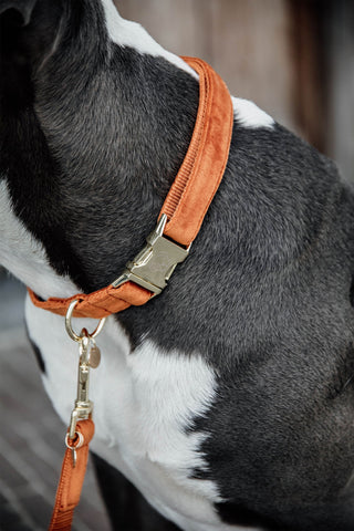 Velvet Hundhalsband