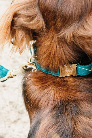Velvet Hundhalsband