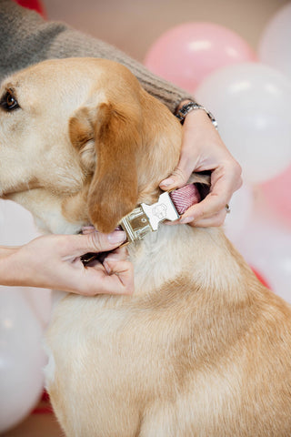 Wollen Hondenhalsband