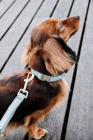 Wollen Hondenhalsband