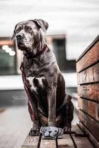 Smycz dla psa z sztruksu