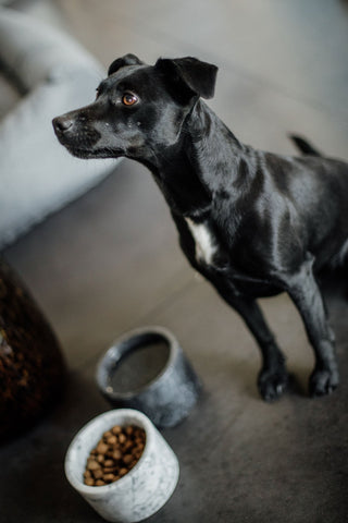 Marmurowa miska dla psa