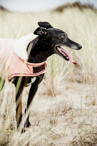 Waterdichte hondenjas