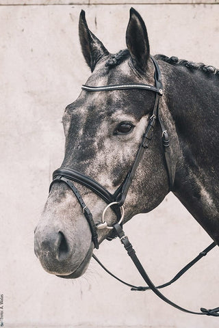 Schockemöhle Oslo Träns